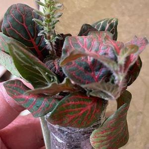 Comprador de Etsy ha añadido una foto de su compra