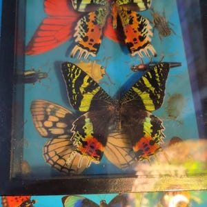 Julie heeft een foto van zijn/haar aankoop toegevoegd