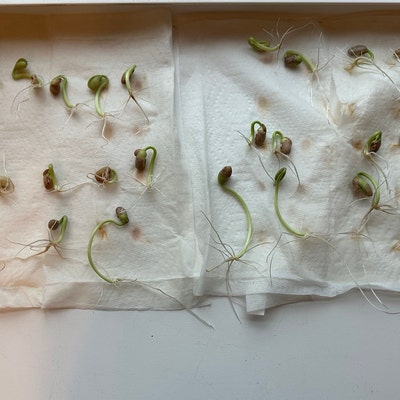 Queen Anne's Lace Seeds For Planting - 250 Seeds - Made In USA, Ships From Iowa - Foto 9