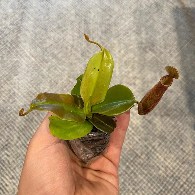 Viking X Ampullaria Black Miracle 2” Pot (ALL STARTER PLANTS