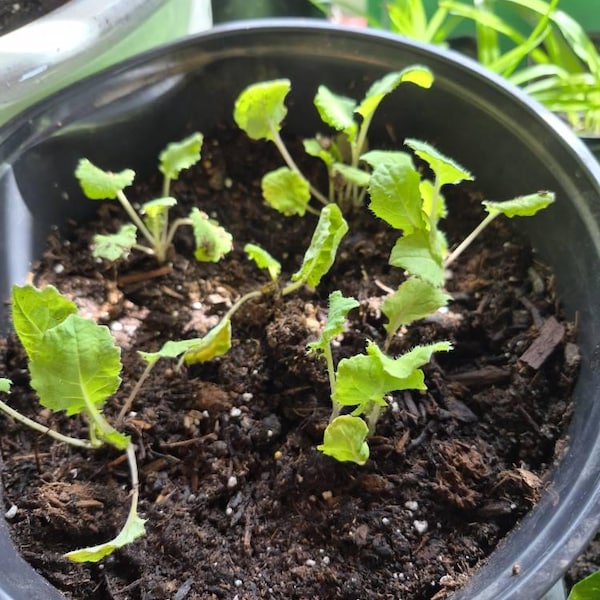 Collard Seedlings: Ready-to-plant, Starts, Starters, Plugs, Garden ...
