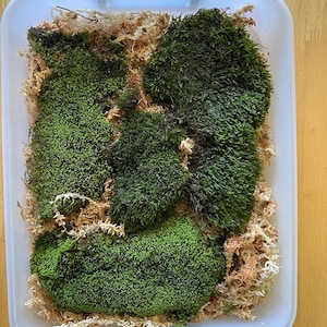 Kassandra heeft een foto van zijn/haar aankoop toegevoegd