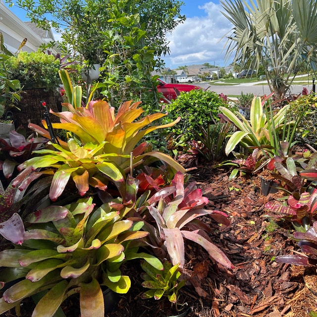 Bromeliad Aechmea Mexicana 'albo Marginata' - Etsy