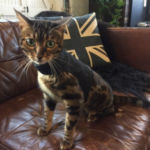 Mynwood Katzen Geschirr - Ausbruchsicher Für Erwachsene Katzen