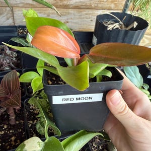 Philodendron Red Moon Starter Plant (ALL STARTER PLANTS Require You to  Purchase 2 Plants!) - Etsy