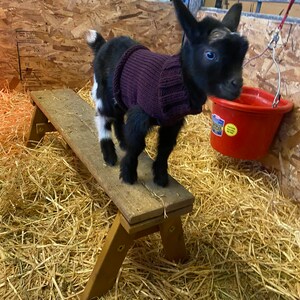 Pull De Chevre Tricote Pour Chevre Naine Nigeriane Nouveau Nee Etsy