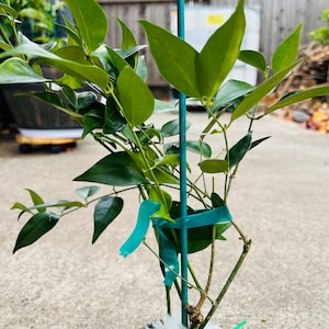 Sandra added a photo of their purchase
