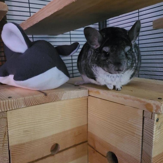 Chinnie-buddie for Chinchillas, Pocket Pets and
