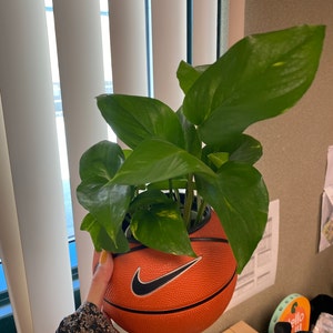 Crystal ha añadido una foto de su compra