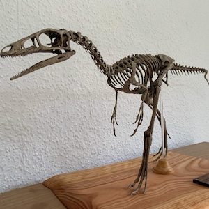 コンプソグナトス◇Compsognathus longipes◇全身骨格レプリカ Compsognathus Longipes Skeleton: Extinct Fauna of the