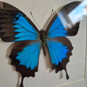 Laurine ha añadido una foto de su compra