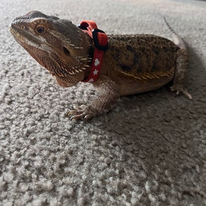 LaToya hat ein Foto des gekauften Artikels hinzugefügt