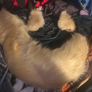 Allysway added a photo of their purchase