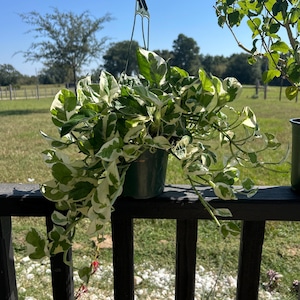 Desiree added a photo of their purchase