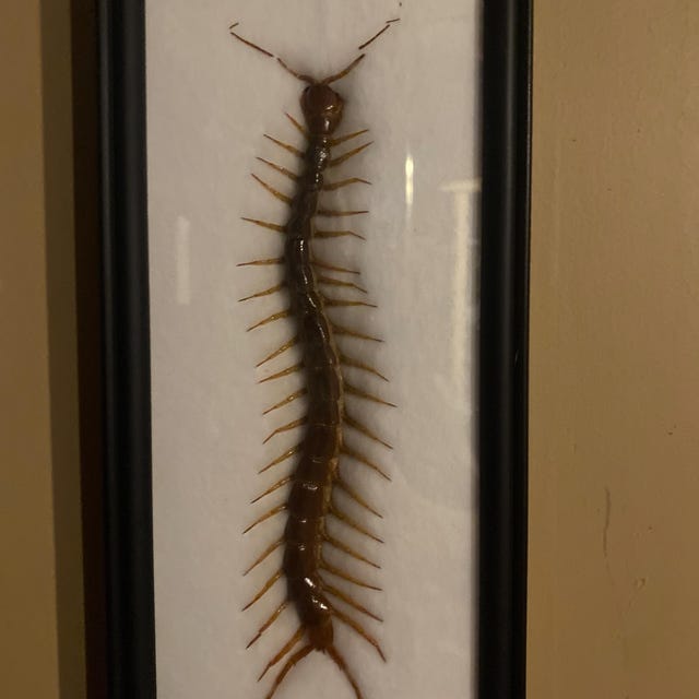 巨大ムカデ（Scolopendra subspinipes）｜額装・マウントされたクモ類