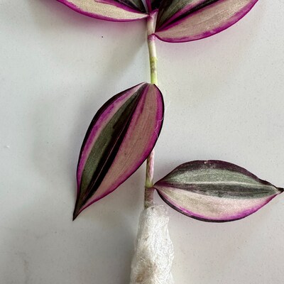 Tradescantia Blossfeldiana Aurea limelight - Etsy