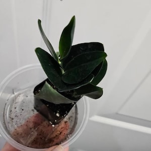 Maureen added a photo of their purchase