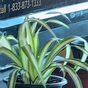 Alicia added a photo of their purchase