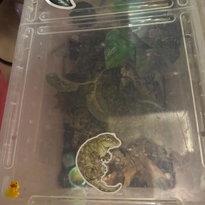 Etsy buyer added a photo of their purchase