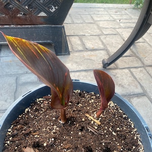 Deborah ha añadido una foto de su compra