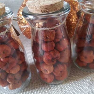 Natural Dried Putka Pod Mini Pumpkins - What's New - Dollhouse