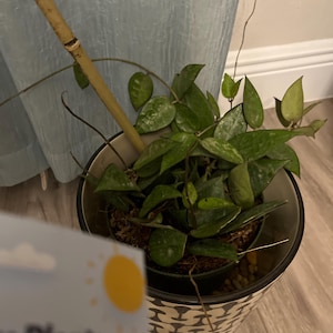 Cecilia heeft een foto van de aankoop toegevoegd