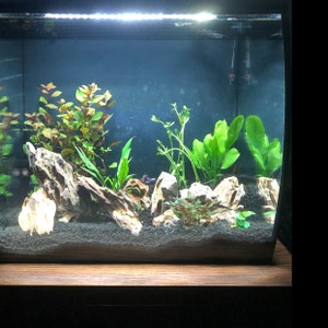 1620 manzanita driftwood buy