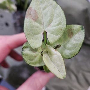 Lily's hat ein Foto des gekauften Artikels hinzugefügt