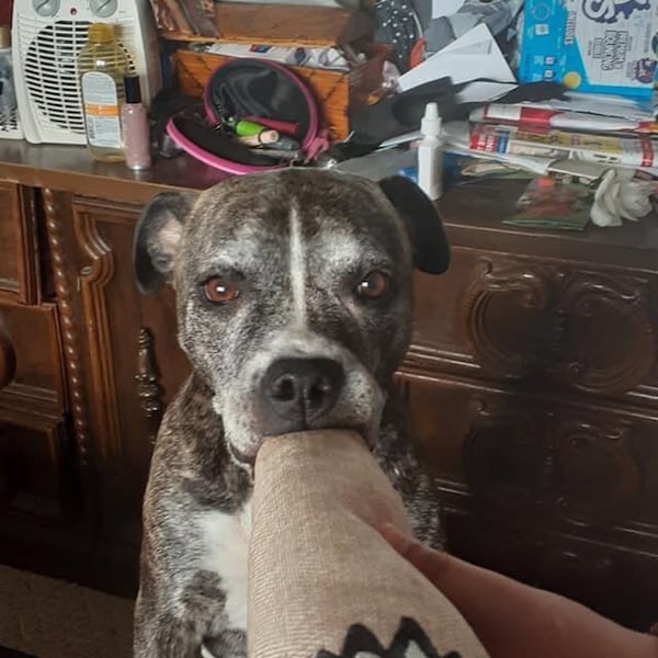 Hemp "joint" Cigarette Dog Toy - Etsy