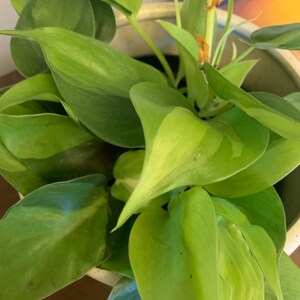 Katima added a photo of their purchase