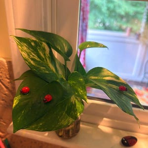 Mikki added a photo of their purchase