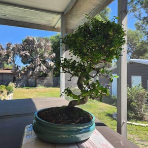 Carmona Fukien Tea Bonsai: 16-year-old Styled Indoor Tree in 10 Glazed Pot  - Etsy