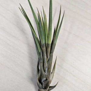 Lisa added a photo of their purchase