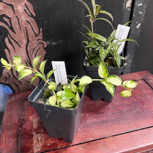Violet ha añadido una foto de su compra