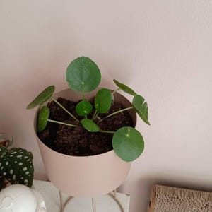NIcole added a photo of their purchase