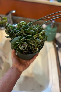 The 6 inch pot - Variegated Hoya Compacta aka Hoya Hindu Rope in Hanging Pot Live Hoya Plant Air-Purifying Plant Hoya Compacta - Get similar