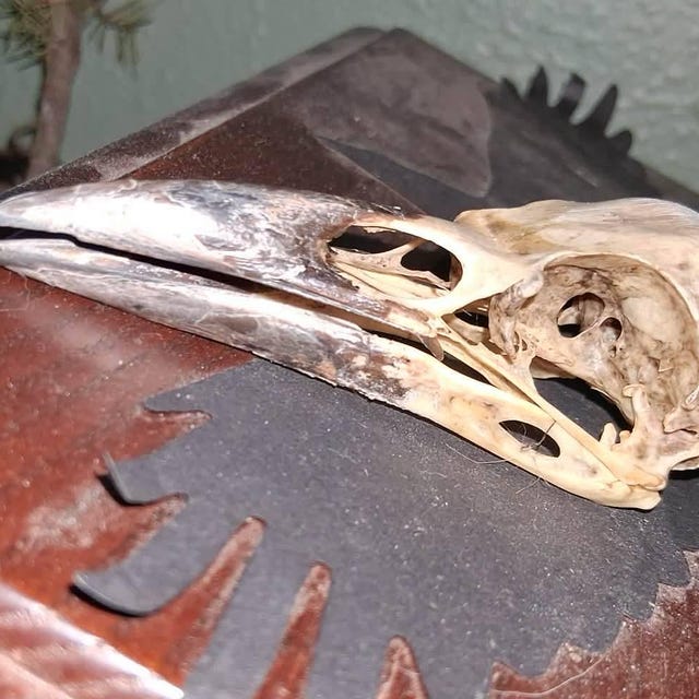 A Crow Skull With Black Beak Bones - Etsy Canada
