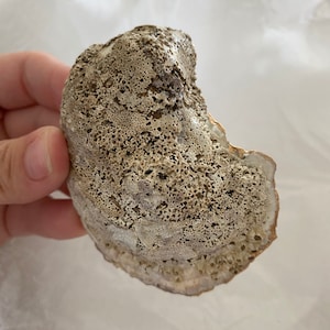 Gold Rim Oyster Shell, Trinket Dish, Ring Dish, Oysters, Oyster Shells ...