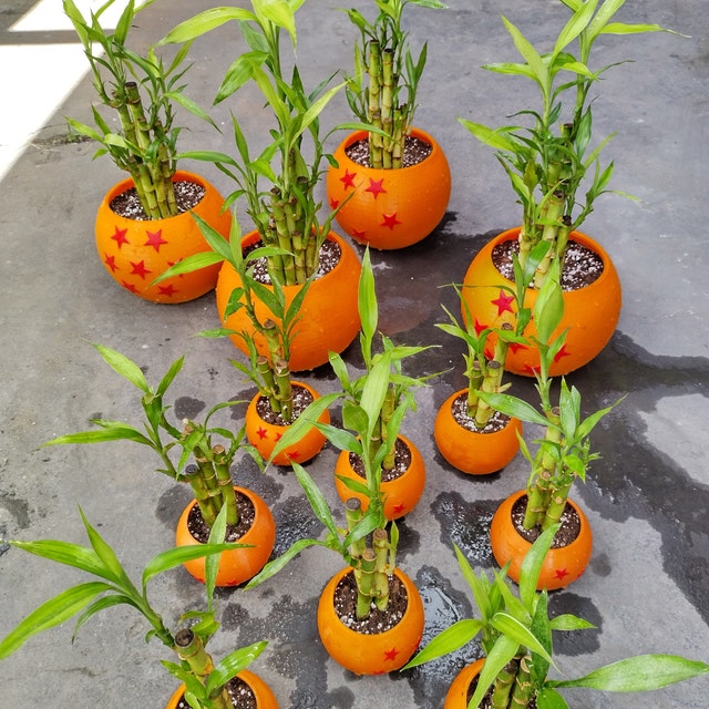 Star Planter - Etsy Star Planter - Etsy
