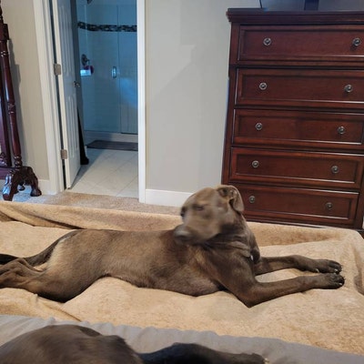 Unfinished Furniturethe busterthe ORIGINAL King Size Dog Bed Platform ...