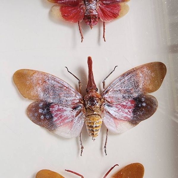 Pyrops Sultanus (spread), Lanternfly, Leaf Hopper, Entomology, Spread ...