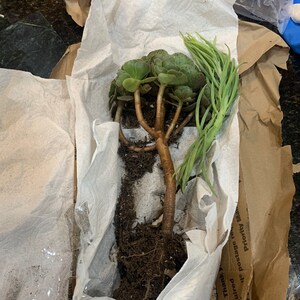 Anna added a photo of their purchase