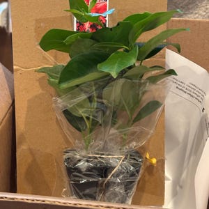 Diana added a photo of their purchase