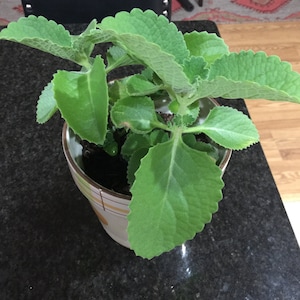 Shubha added a photo of their purchase