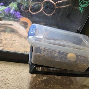 Anastasia added a photo of their purchase