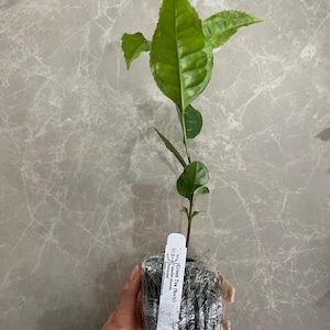 Pren adicionaram uma foto da sua compra
