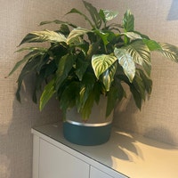 MELROSE 25cm Concrete Indoor Plant Pot | Extra Large Planter | Blue ...