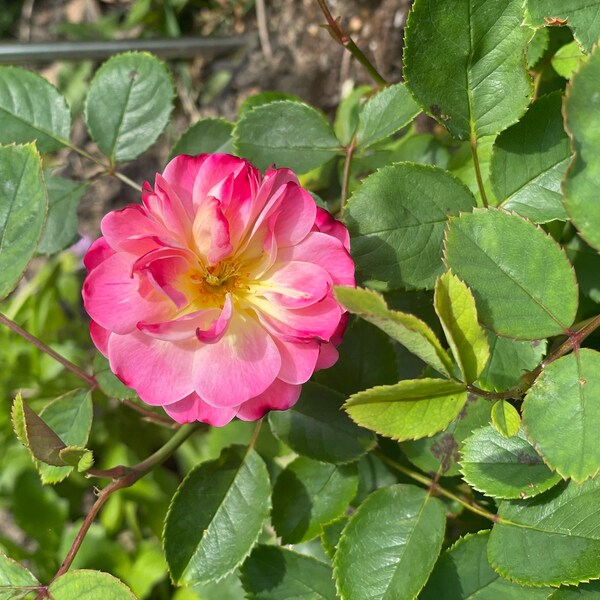 Dream Light. 梦光环 Japanese Rose. Continue Blooming Fragrance Rose. Own ...