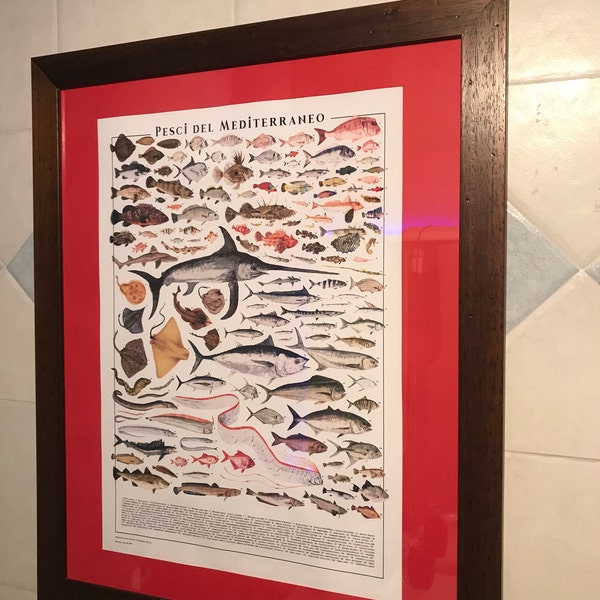 Empire Interactive - Poster, Soggetto: I Pesci del Mediterraneo, con Articolo in Omaggio Telaio in MDF Nero