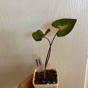 Sydney ha añadido una foto de su compra